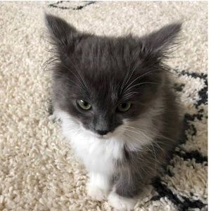 Meet your Posher, Molly